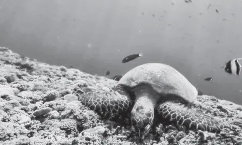 Từ chiến lược quốc gia đến tầm nhìn toàn cầu: Việt Nam kiến tạo tương lai đại dương với Hiệp định BBNJ