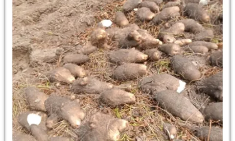 Giải pháp giảm phát thải trong quy trình chế biến bột khoai mỡ trắng mộng linh (Dioscorea alata l.) hướng tới nông nghiệp xanh