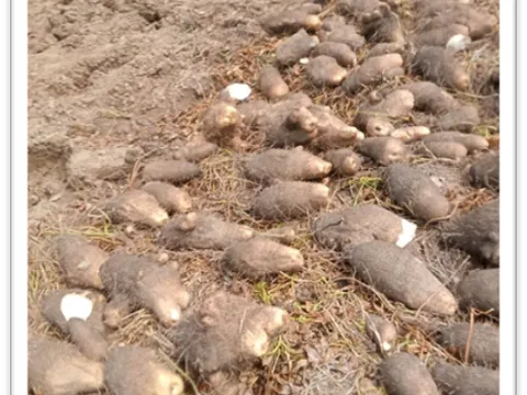 Giải pháp giảm phát thải trong quy trình chế biến bột khoai mỡ trắng mộng linh (Dioscorea alata l.) hướng tới nông nghiệp xanh